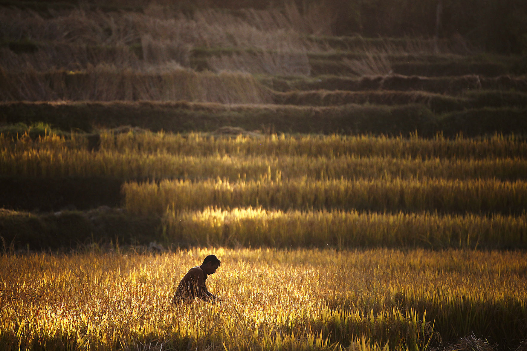 Nepal Agriculture